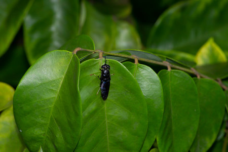 This was found under leaves of starfruit (A