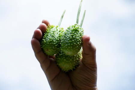 Adult man holding in his hands some gherkin (Cucumis anguria) freshly harvested and lifting them to the sky, Rio de Janeiro, Brazil.の写真素材