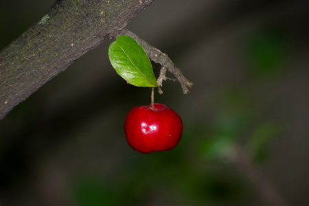 Acerola (Malpighia emarginata) fruits growing in an organically grown agroforestry system in the...