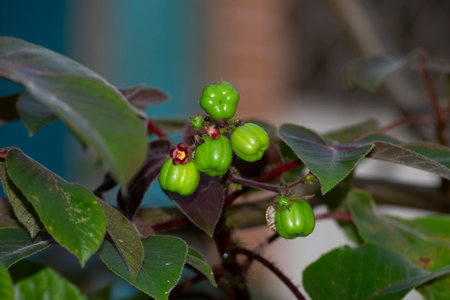 Flowers and fruits of Jatropha gossypiifolia L. var. elegans (Pohl) MÃ¼ll.Arg., popularly known as PinhÃ£o Roxo, belongs to the Euphorbiaceae family.の写真素材
