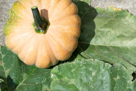 Fruit of the pumpkin known as Sergipana (Cucurbita moschata) freshly harvested with the stalk, under its leaves on the ground, in the city of Rio de Janeiro, Brazil.の写真素材