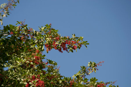 The Aroeira or mastic tree (Schinus terebinthifolia)
