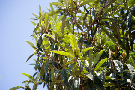 Plum or loquat tree (Eriobotrya japonica) in the fruiting phase, showing its seeds.