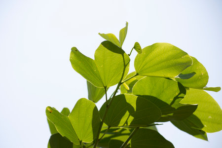 Leaves, fruits, flowers, seeds of the tree known as pata-de-vaca (Bauhinia variegata)