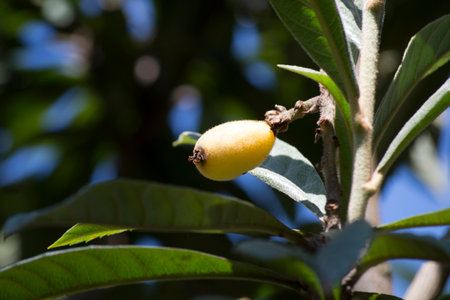 Plum or loquat tree (Eriobotrya japonica) in the fruiting phase, showing its seeds and ripe and green fruitsの写真素材