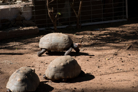 Turtle (Chelonoidis nigra) walking on the groundの写真素材