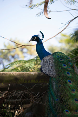 Peacock (Pavo cristatus) has exuberant plumage, with intense, multicolored colors and in shades of white, blue, green, gold or black.の写真素材