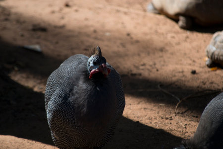 Guinea fowl (scientific name: Numida meleagris), with dark down with white spots.の写真素材