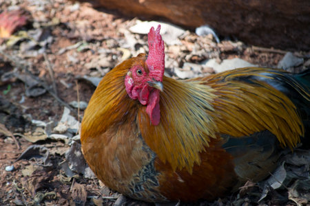 Rooster (Gallus gallus) is the male chicken, has golden brown, red and black colors.の写真素材