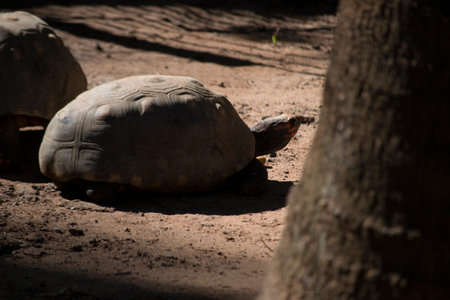 Turtle (Chelonoidis nigra) walking on the groundの写真素材