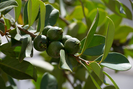 Fruits, leaves and branches of the plant popularly known as AraÃ§a do mato (Psidium cattleyanum...