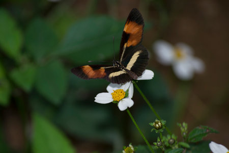 Butterfly (Eresia lansdorfi) in the middle of the Atlantic forest in the city of ApiaÃ­, state of...