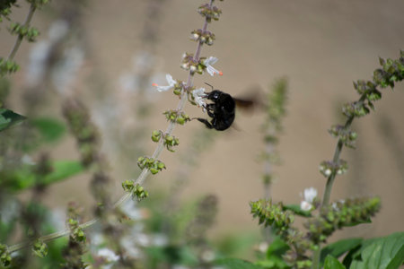 Basil (Ocimum basilicum) being pollinated by the Bombus atratus bee and the Africanized bee Apis...