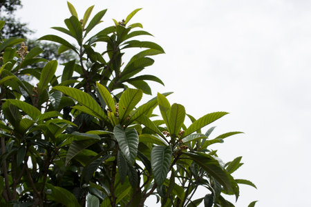 Plum or loquat tree (Eriobotrya japonica) in the fruiting phase, showing its seeds.の写真素材