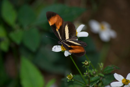 Butterfly (Eresia lansdorfi) in the middle of the Atlantic forest the city of ApiaÃ­, state of SÃ£o Paulo, Brazil.の写真素材