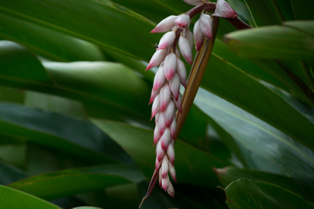 Flower in the form of pink bulbs of Shell Ginger (Alpinia Zerumbet) growing, in the background the leaves of the plant.の写真素材