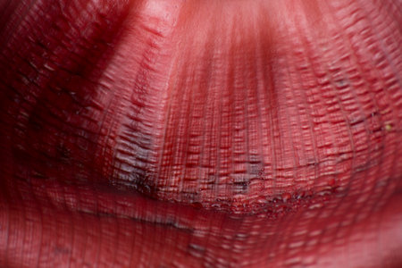 Inside the reddish-purple leaf (male part of the inflorescence) that surrounds the heart of the banana plant (Musa spp.)の写真素材