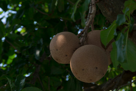 The monkey apricot (Couroupita guianensis), is a species of tree native to the Amazon that has round...