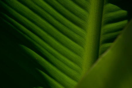 Details showing the veins of a silver banana leaf (Musa acuminata Cavendish) growing in organic...
