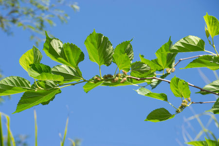 The green leaves and fruits of the mulberry plant (Morus nigra) is a species of tree in the Moraceae...
