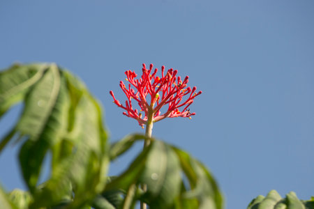 In the photo, the plant known as coral flower (Jatropha multifida), from the Euphorbiaceae family,...