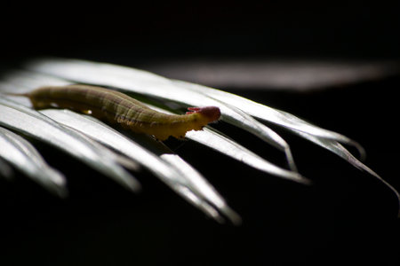 Opsiphanes invirae H., also called the leaf-cutting caterpillar, is a species of butterfly in the family Nymphalidae.の写真素材