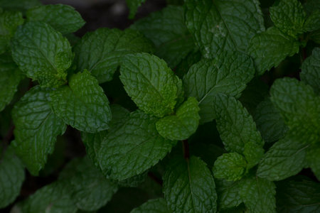 Leaves of mint mint (Mentha x villosa) cultivated in organically managed substrate or soil in the...