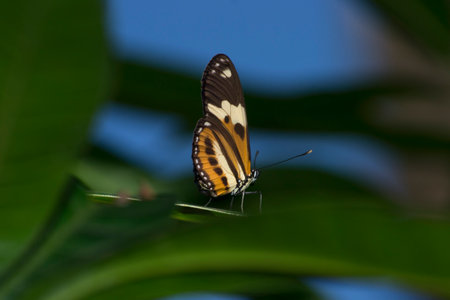 The beautiful butterfly (Heliconius ethilla narcaea) under a passion fruit (Passiflora edulis) leaf...