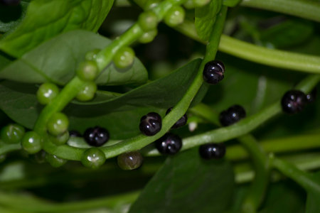 Leaves and berries of the bertalha (Basella alba) grown organically in the city of Rio de Janeiro, Brazilの写真素材