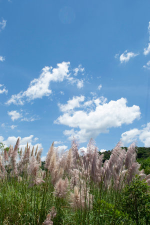 Pampas Grass (Cortaderia Selloana) in the summer of ApiaÃ­, SÃ£o Paulo, Brazilの写真素材