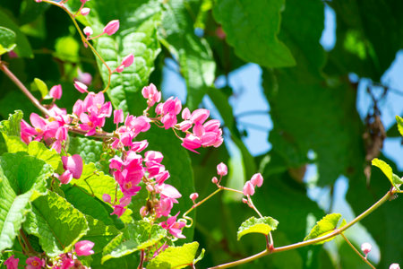 Flowers, leaves, branches of the plant Antigonon leptopus is a species of perennial vine (love agardinho), Rio de Janeiro, Brazil.の写真素材