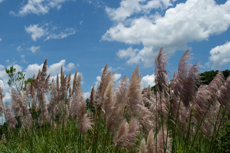 Pampas Grass (Cortaderia Selloana) in the summer of ApiaÃ­, SÃ£o Paulo, Brazilの写真素材
