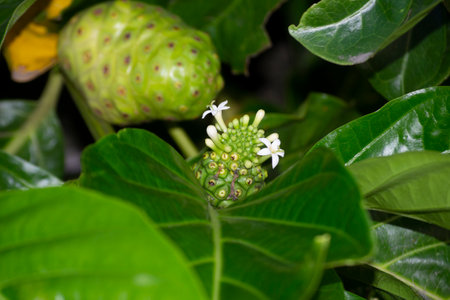 Flowers, leaves, branches and fruits in development of noni (Morinda citrifolia), Rio de Janeiro, Brazil.の写真素材