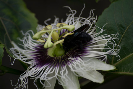 Passion flower (Passiflora edulis) being pollinated by the Bombus atratus bee and the Africanized bee Apis mellifera scutellataの写真素材