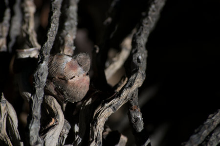 dry and brown coconut peduncle and carpel (in senescence) of the dwarf coconut palm (Cocos nucifera...