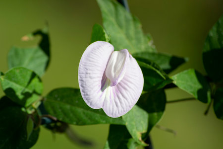 Flowers, leaves, branches of the Spurred Butterfly Pea plant, wild blue vine, blue bell (Centrosema virginianum), Rio de Janeiro, Brazil.の写真素材