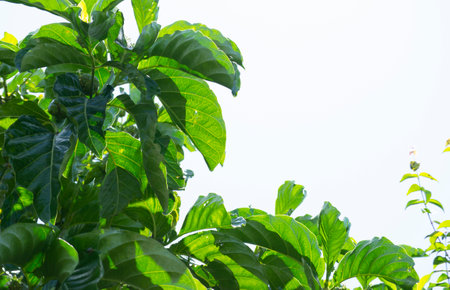 Flowers, leaves, branches and fruits in development of noni (Morinda citrifolia), Rio de Janeiro,...