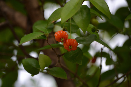Tree with ripe and green Pitangas (Eugenia uniflora) between its leaves, organically cultivatedの写真素材