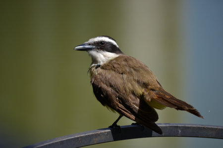 Brown bird with a yellow and white breast of the species Pitangus sulphuratus, known as the kiskadeeの写真素材