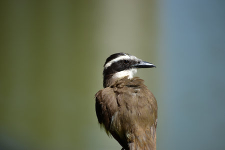 Brown bird with a yellow and white breast of the species Pitangus sulphuratus, known as the kiskadeeの写真素材