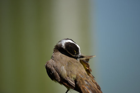 Brown bird with a yellow and white breast of the species Pitangus sulphuratus, known as the kiskadee