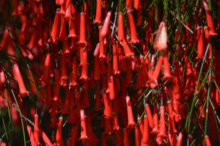Many small, red, cylindrical-shaped leaves and flowers of the nasturtium plant (Russelia equisetiformis)の写真素材