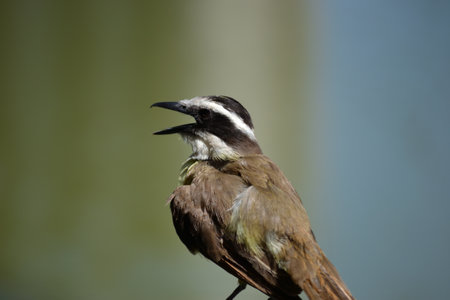 Brown bird with a yellow and white breast of the species Pitangus sulphuratus, known as the kiskadeeの写真素材