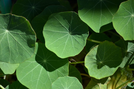 Orange leaves and flowers of the plant called nasturtium (Tropaeolum majus)の写真素材