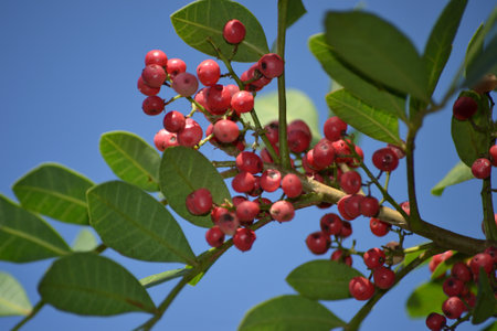 Details of the plant known as Aroeira or mastic tree (Schinus terebinthifolia)の写真素材