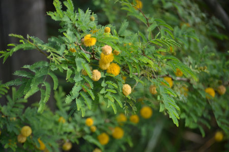 Leaves, flowers, buds and pods of the growing Vachellia farnesiana, known as acacia or sponge acacia grown in an organicallyの写真素材