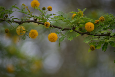 Leaves, flowers, buds and pods of the growing Vachellia farnesiana, known as acacia or sponge acacia grown in an organicallyの写真素材