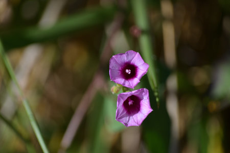 Leaves and small purple flowers of the Ipomoea triloba plant