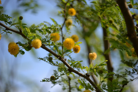 Leaves, flowers, buds and pods of the growing Vachellia farnesiana, known as acacia or sponge acacia grown in an organicallyの写真素材