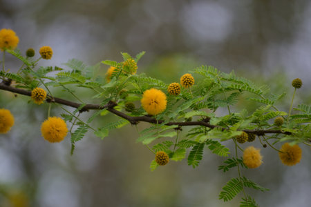 Leaves, flowers, buds and pods of the growing Vachellia farnesiana, known as acacia or sponge acacia grown in an organicallyの写真素材